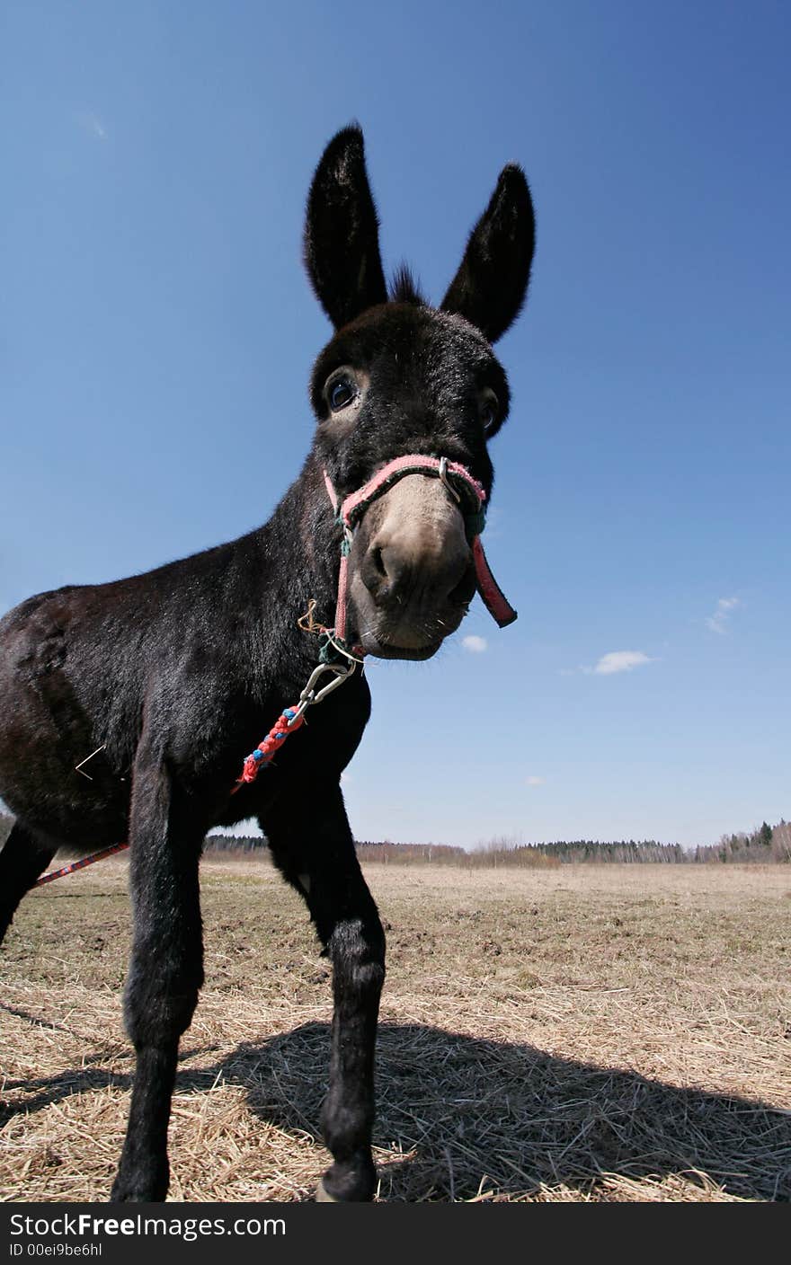 Donkey with big ears against blue sky. Donkey with big ears against blue sky