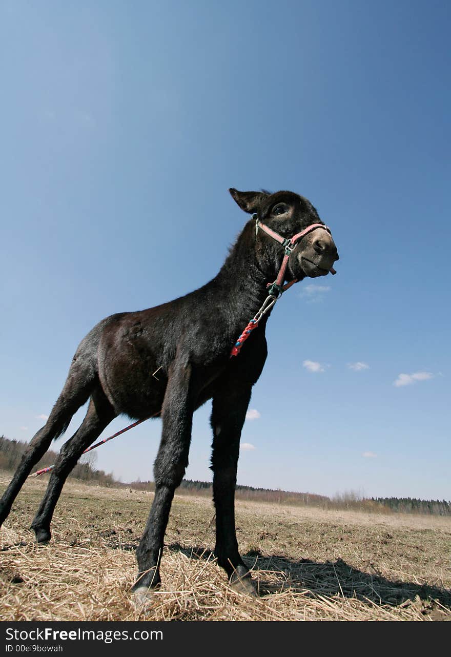 A baby donkey feeding on a hay field