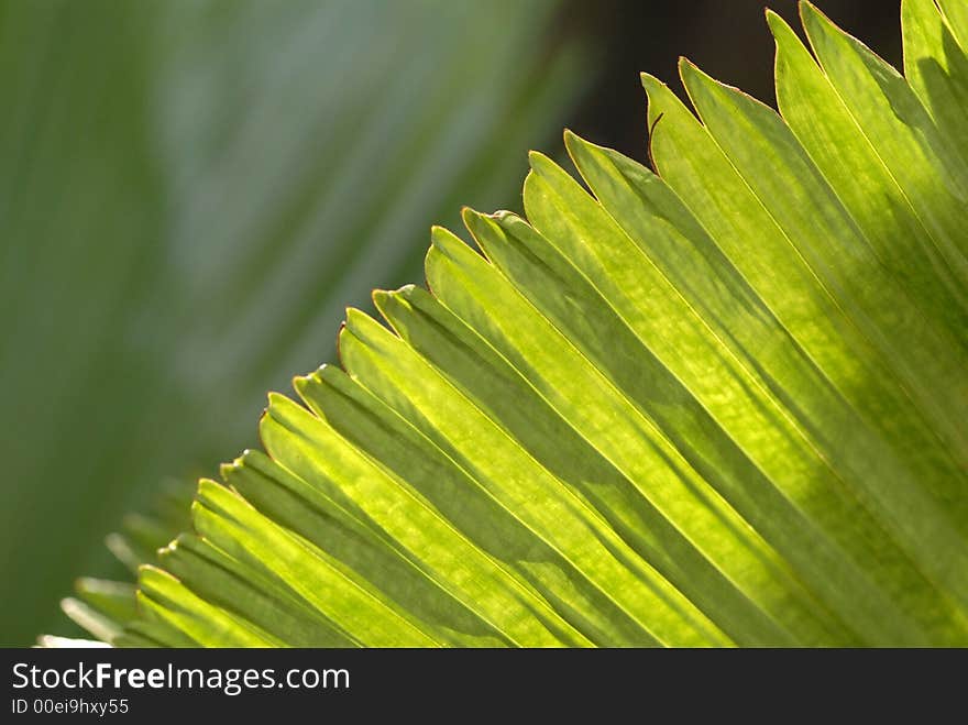 Green Leaf