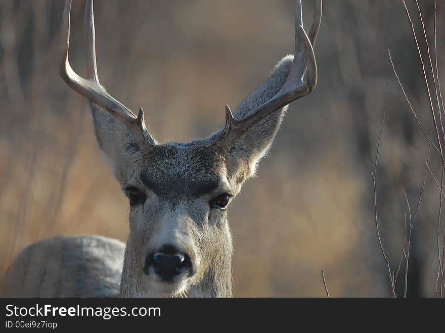 A mule deer buck stares back intently at the photographer.