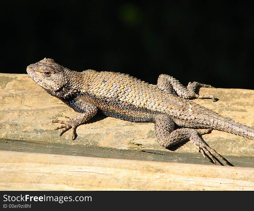 A fence lizard on a wooden porch. A fence lizard on a wooden porch.