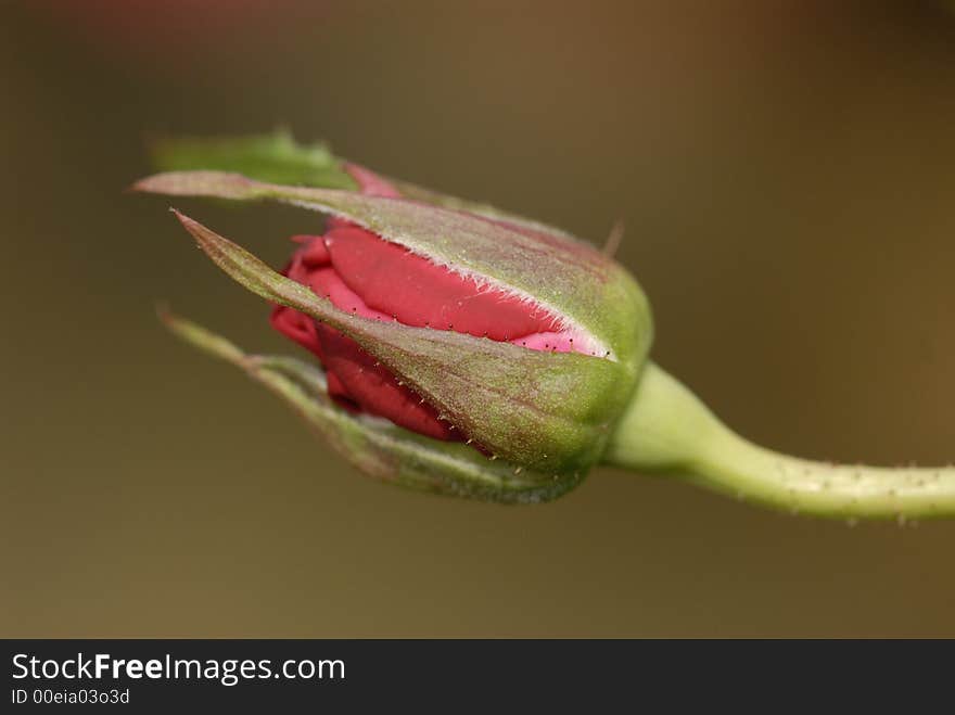 Red Color Roses