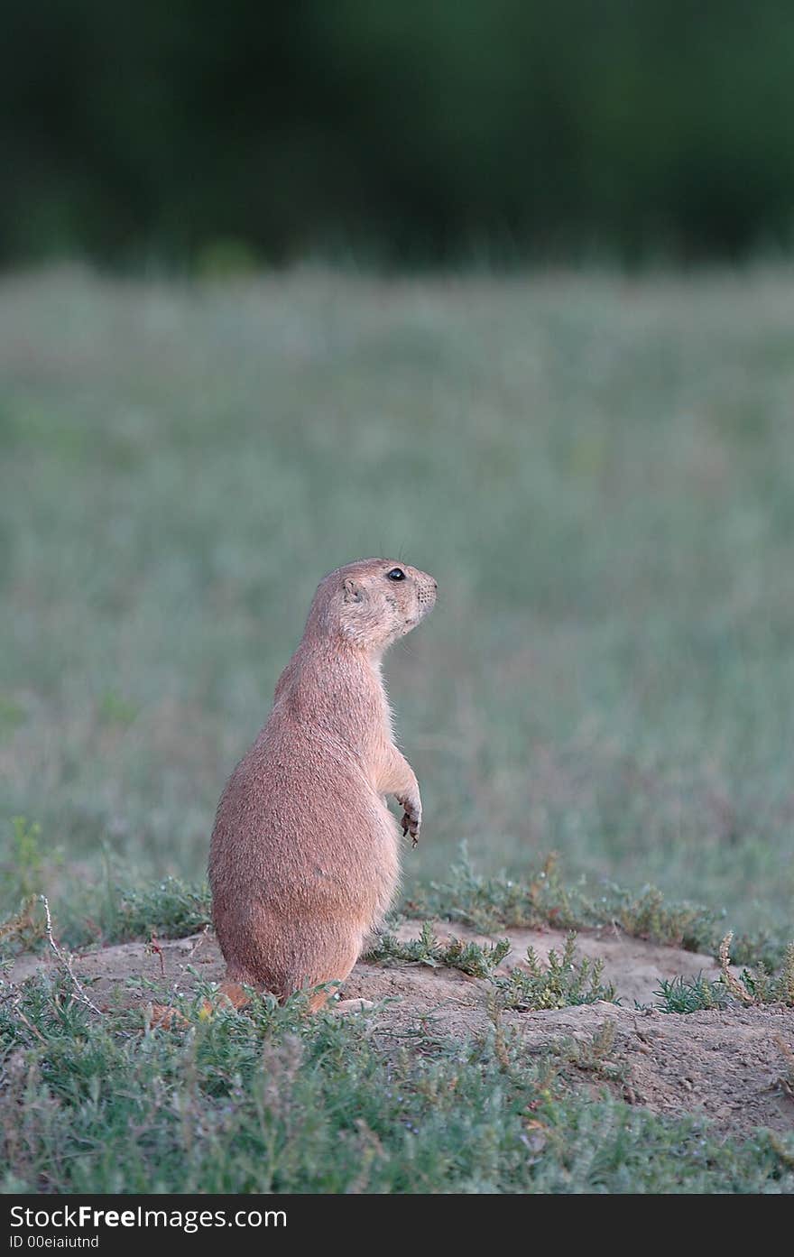 A black-tailed prairie dog stands alert near the entrance to the burrow.