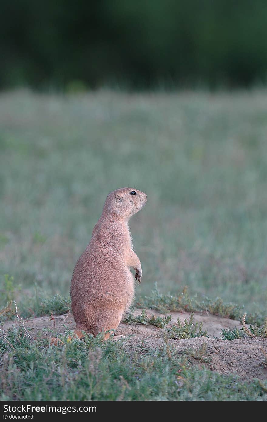 Black-tailed Prairie Dog