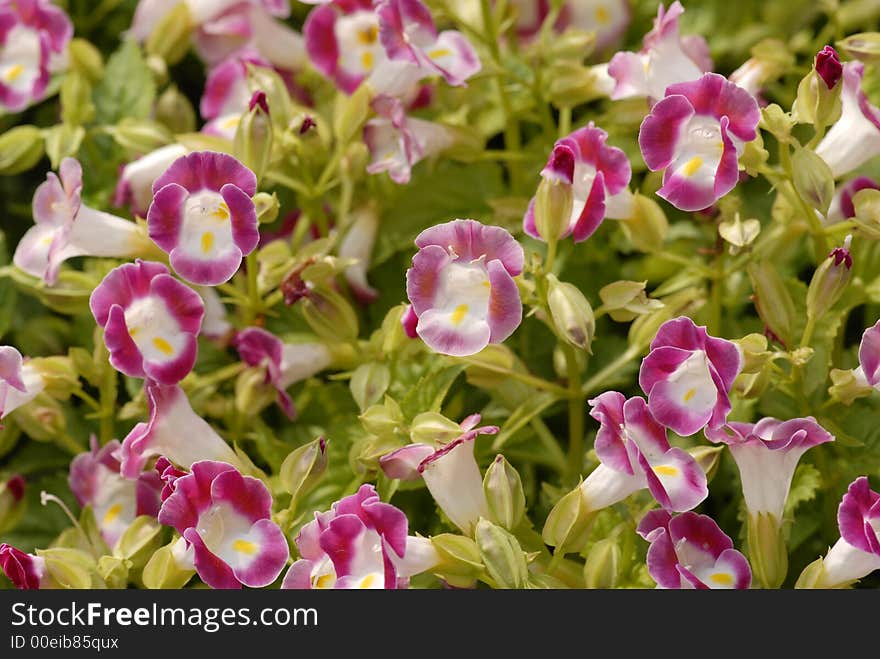 Purple flowers