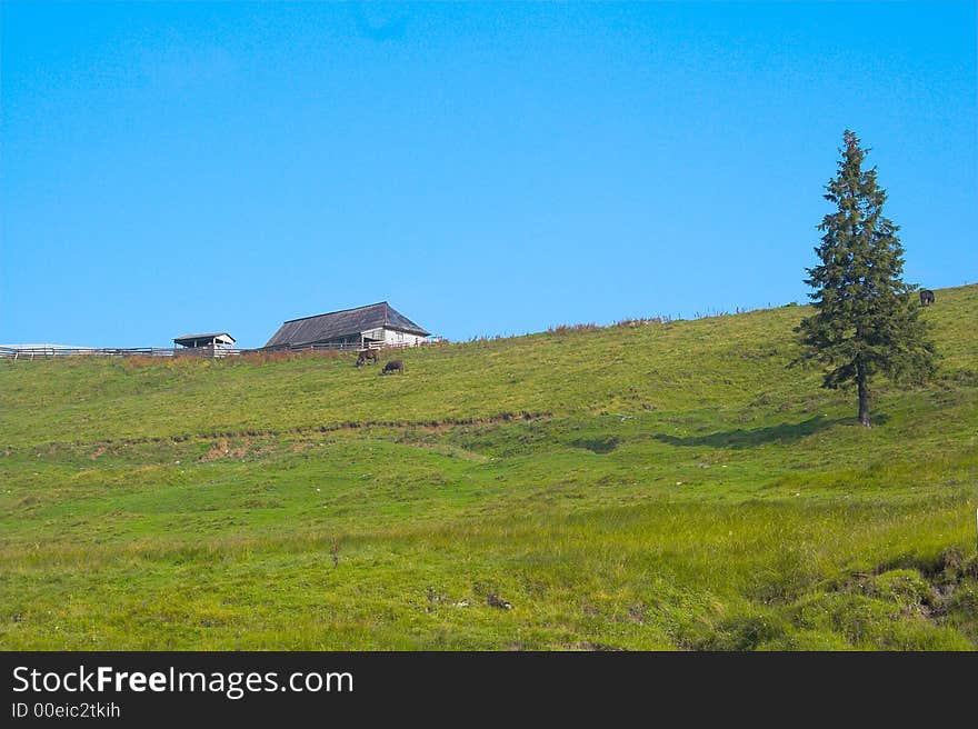 Fir and house on the hill in the summer. Fir and house on the hill in the summer