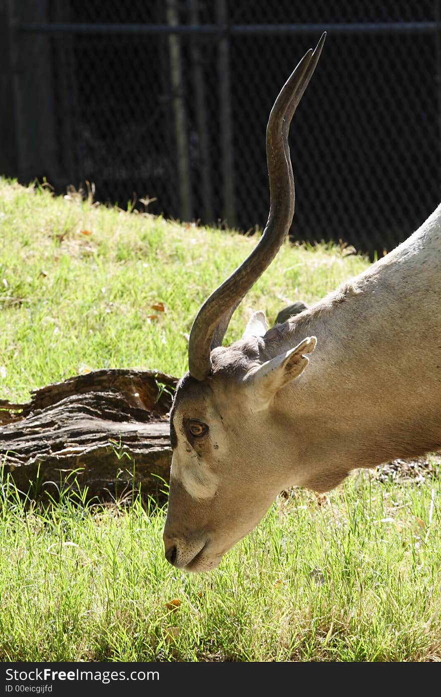 Head shot profile of gazelle