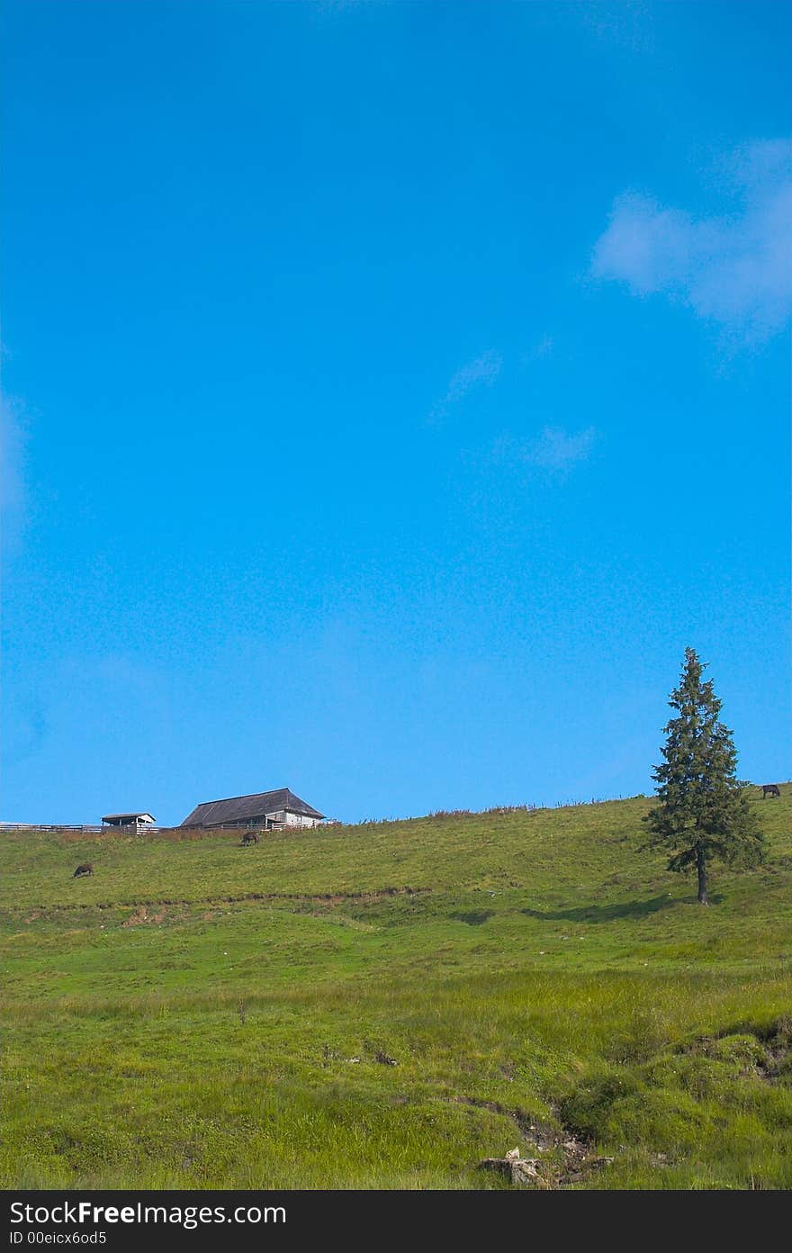 Fir and house on the hill in the summer. Fir and house on the hill in the summer