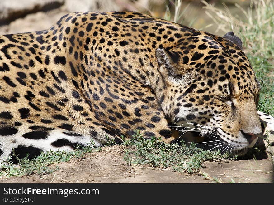 Jaguar resting in the grass