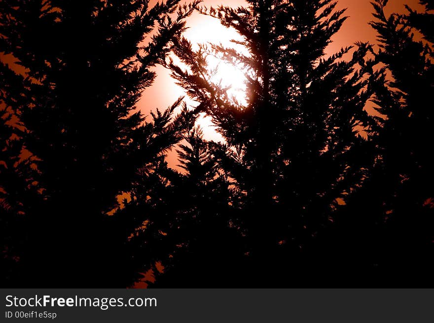 Black trees in front of an orange sky. Black trees in front of an orange sky.