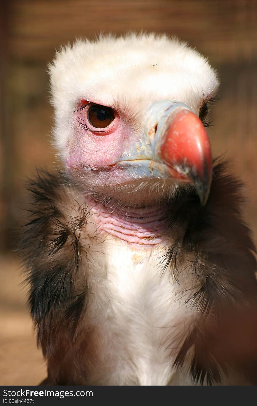 Vulture