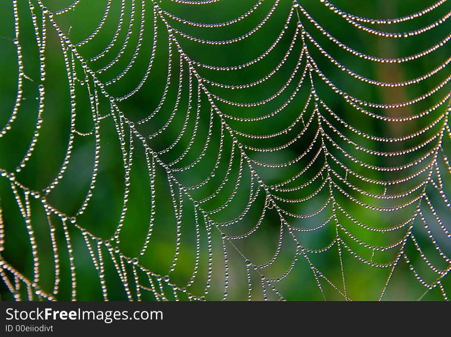 The water dewdrops on the beautiful cob web. The water dewdrops on the beautiful cob web