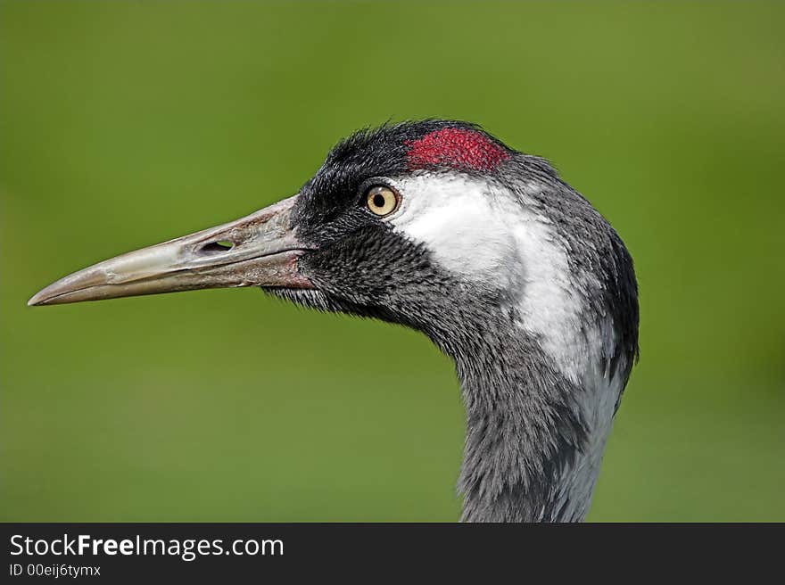 Eurasian crane head shot showing close up detail