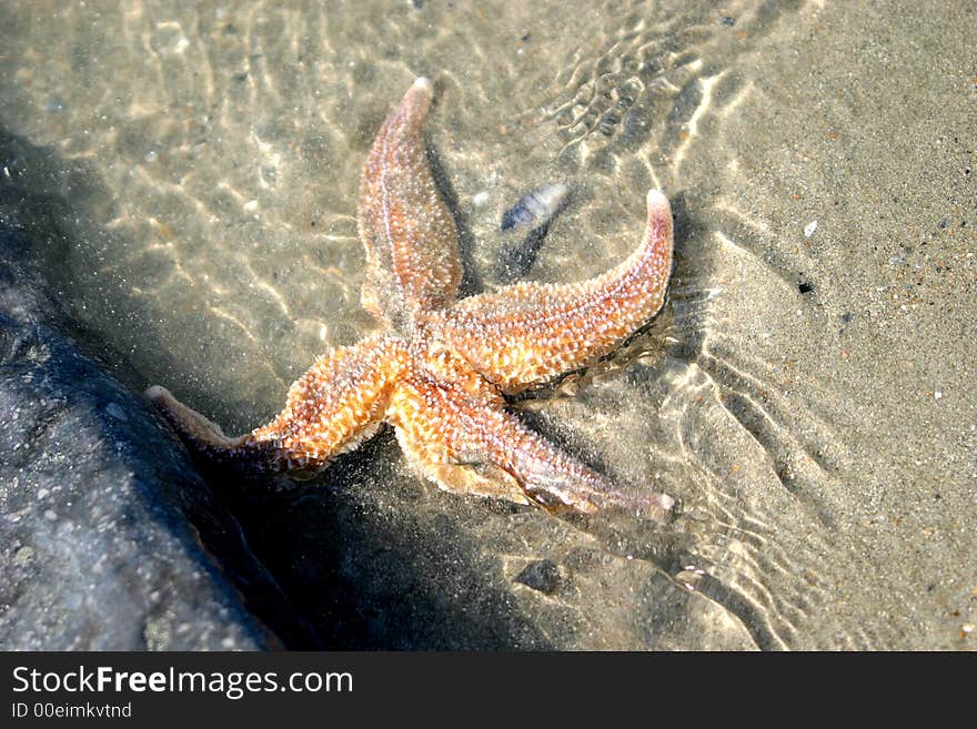 Starfish, sand and water