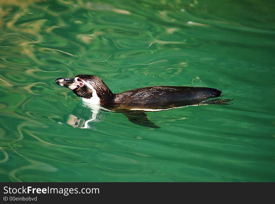 Penguin swimming in the green water. Penguin swimming in the green water