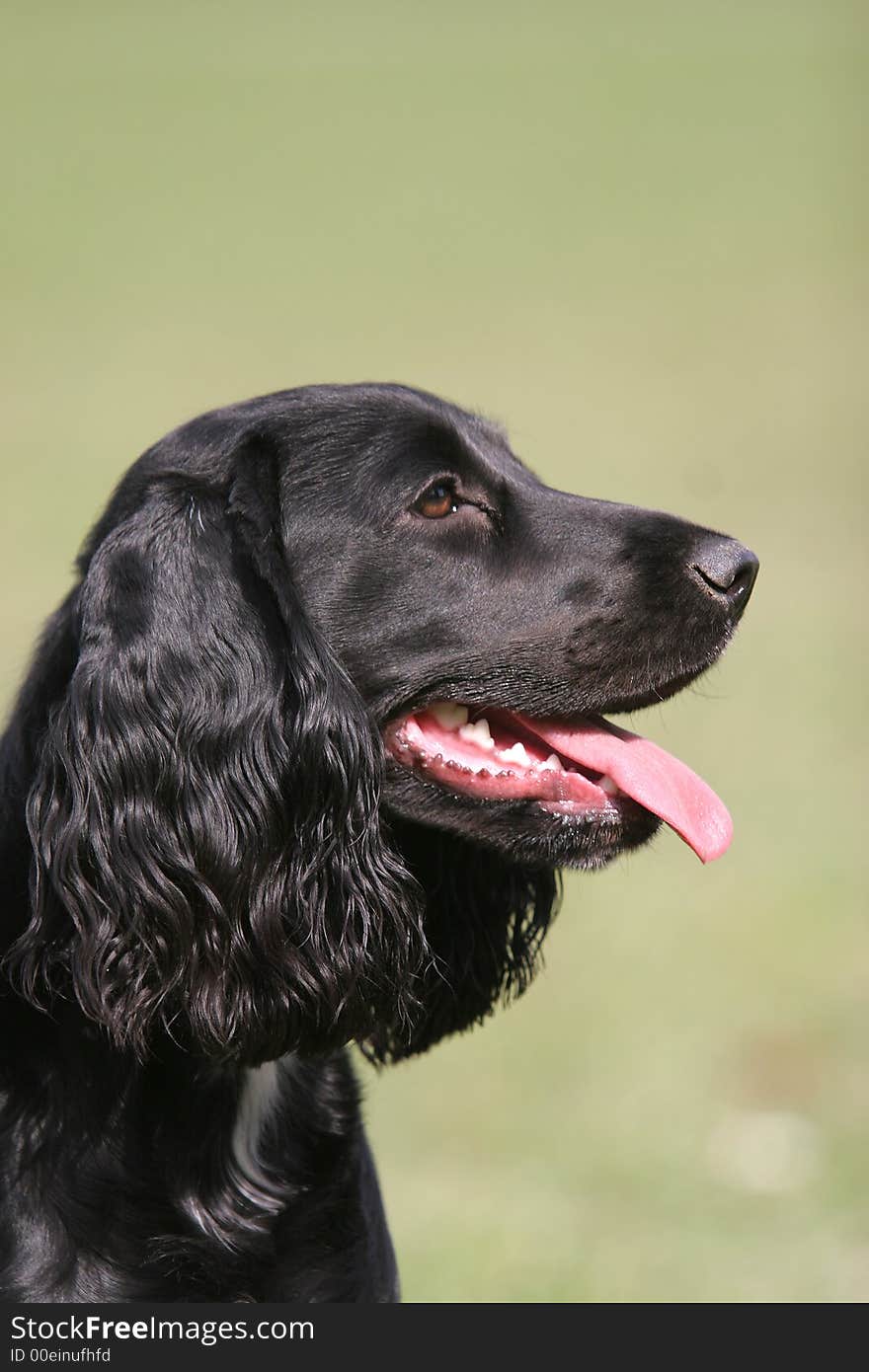 Black cocker spaniel with loll tongue - portrait photo. Black cocker spaniel with loll tongue - portrait photo