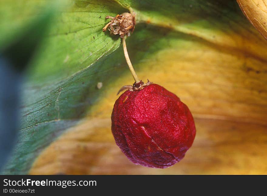 Red berry on the dry leaf. Red berry on the dry leaf