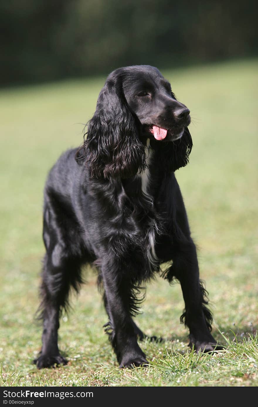 Black cocker spaniel with loll tongue - portrait photo. Black cocker spaniel with loll tongue - portrait photo