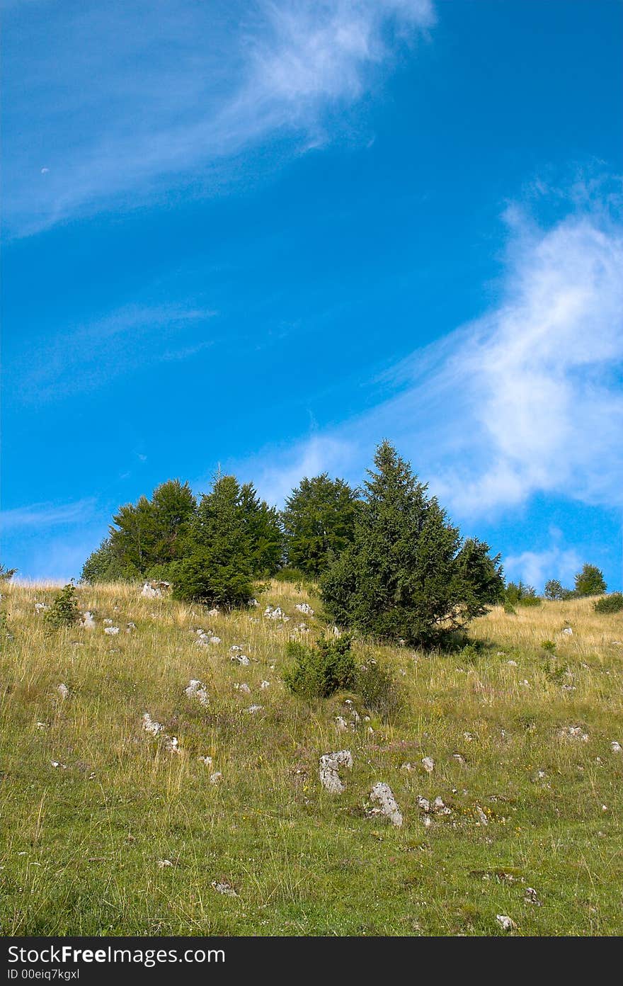 Firs on the hill in the summer. Firs on the hill in the summer