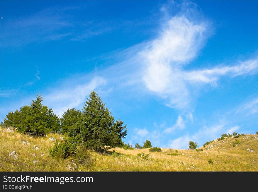 Firs on the hill in the summer. Firs on the hill in the summer