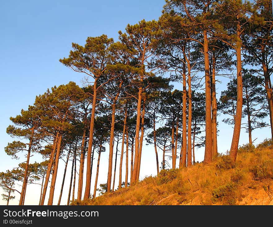 Landscape photo of trees at dawn. Landscape photo of trees at dawn