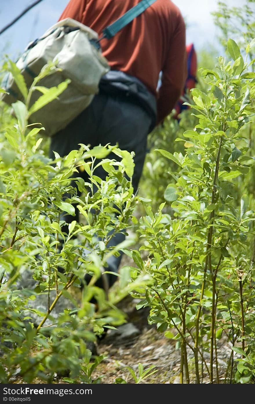 A pike fisherman treks through aspen to get to his lake. A pike fisherman treks through aspen to get to his lake.