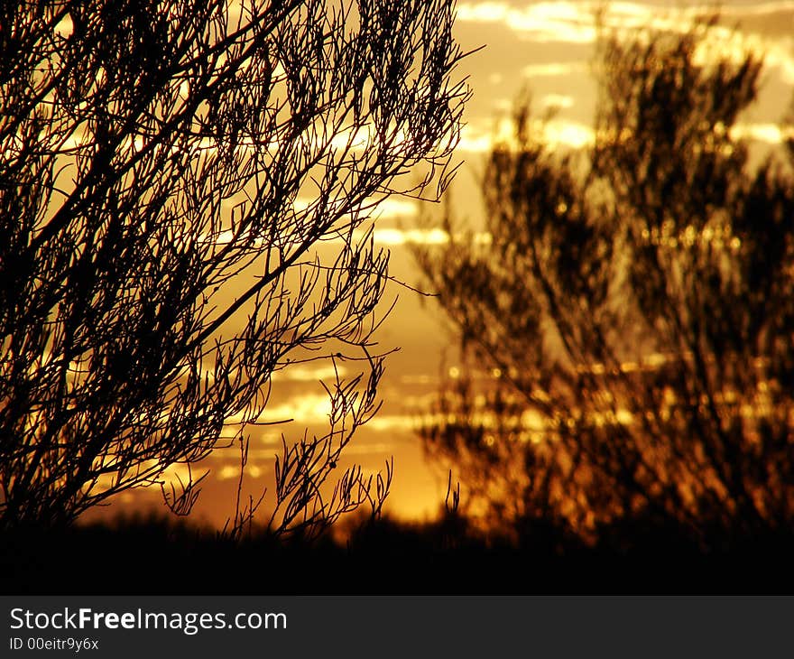 Sunset Among Trees