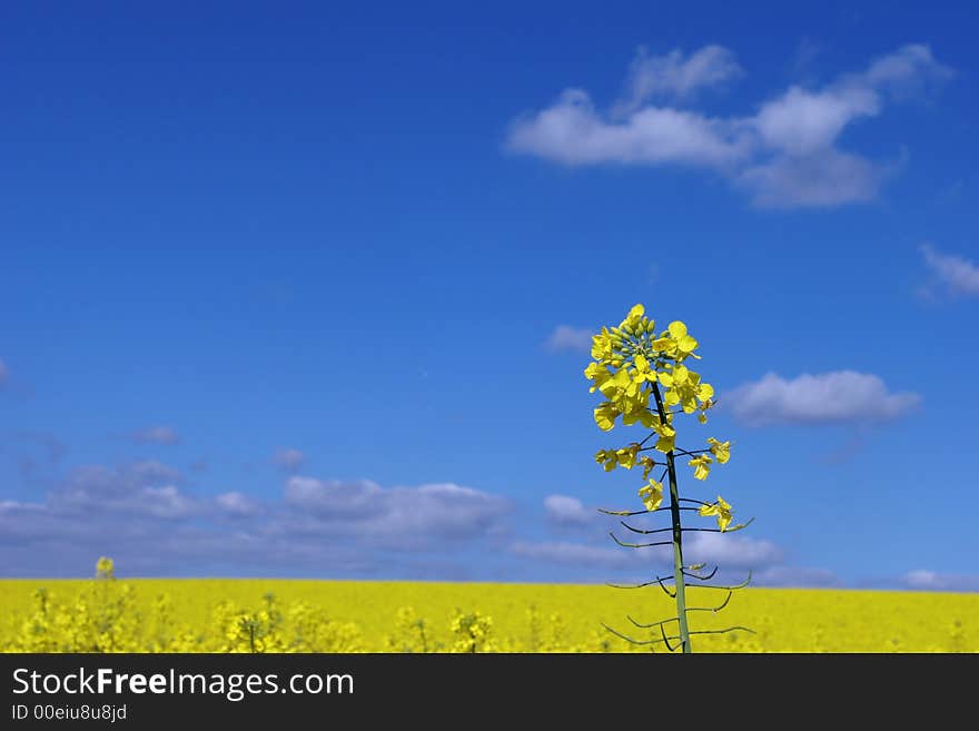 A rape seed field in Essex. A rape seed field in Essex