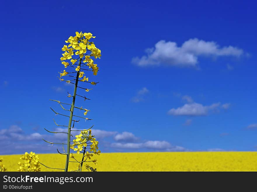 A seed field in Essex