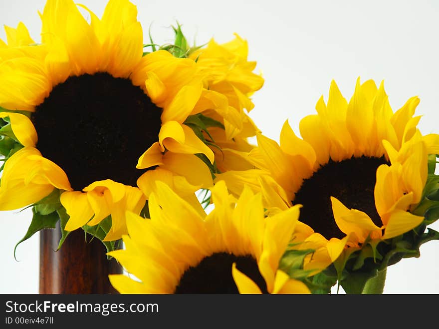 Sunflowers