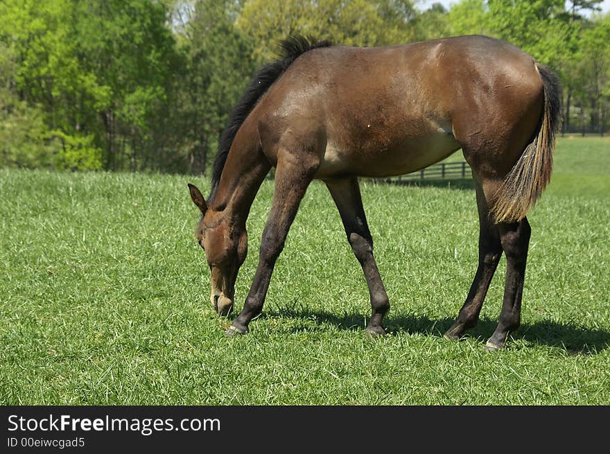 A chestnut colored foal grazing in a meadow. A chestnut colored foal grazing in a meadow