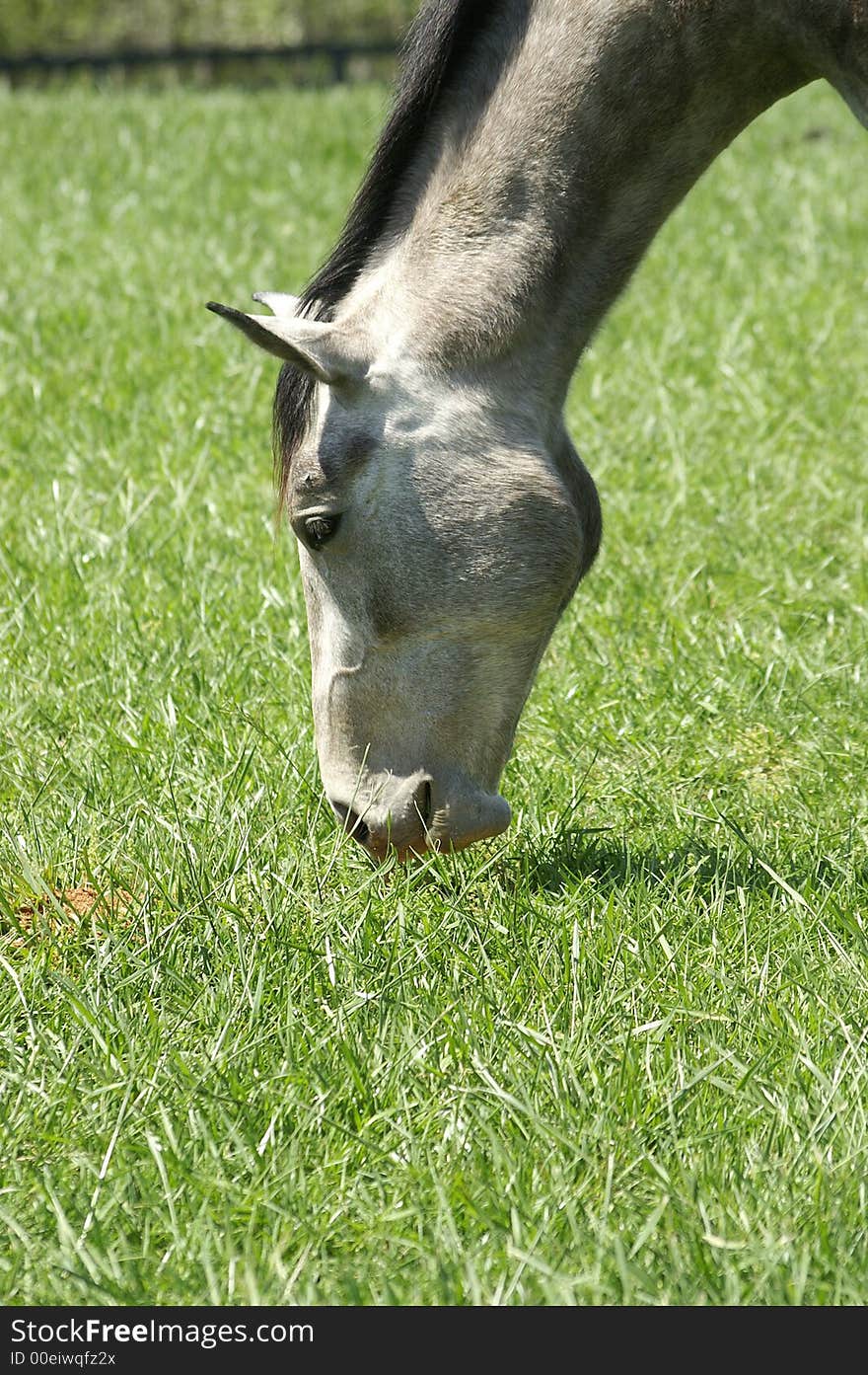 A profile of a horse grazing in a field. A profile of a horse grazing in a field