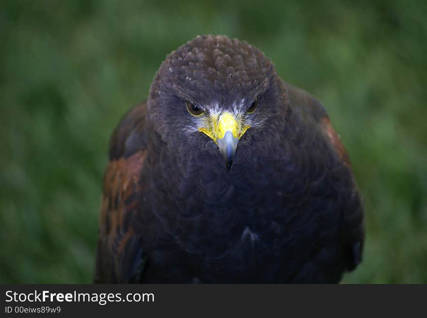 A Hrris Hawk on display at a fair. A Hrris Hawk on display at a fair