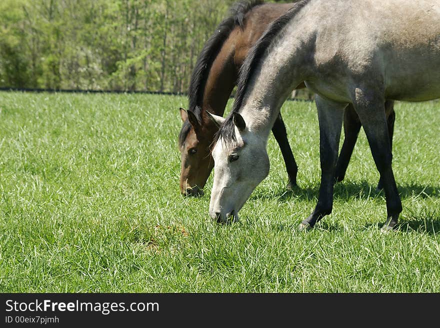 A pair of horses grazing in a meadow. A pair of horses grazing in a meadow