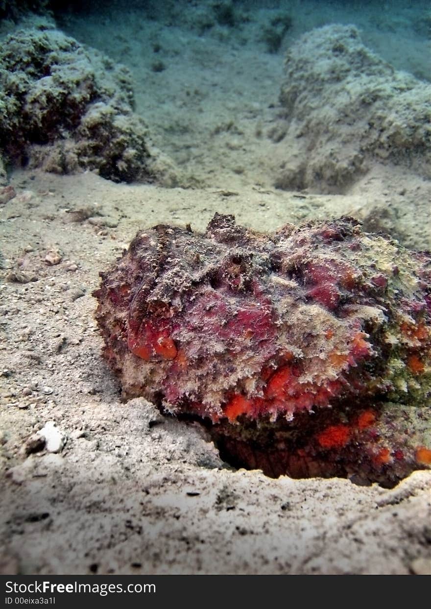 Side profile of a stonefish head, lying quietly & cleverly camouflaged from predators & prey. Side profile of a stonefish head, lying quietly & cleverly camouflaged from predators & prey.