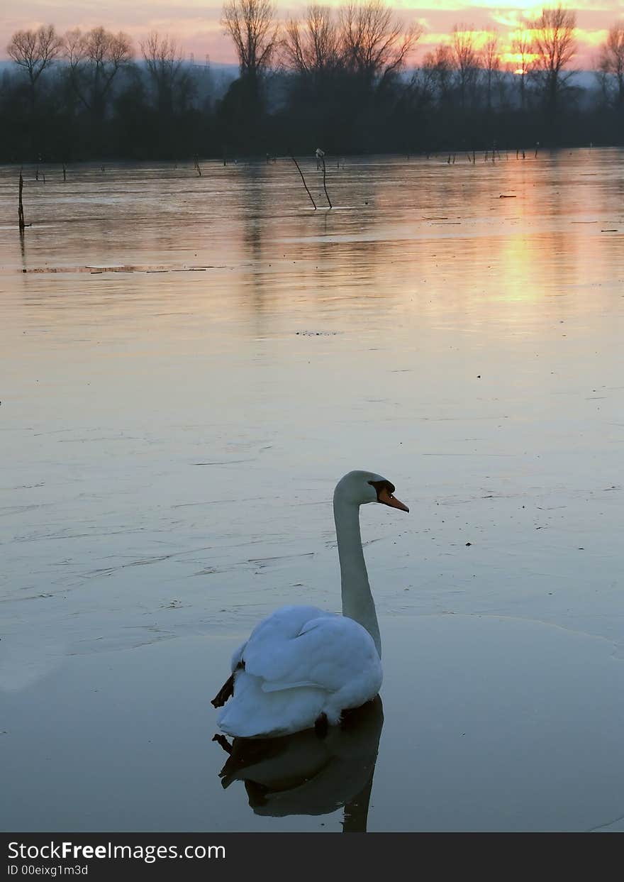 Swan In Sunset