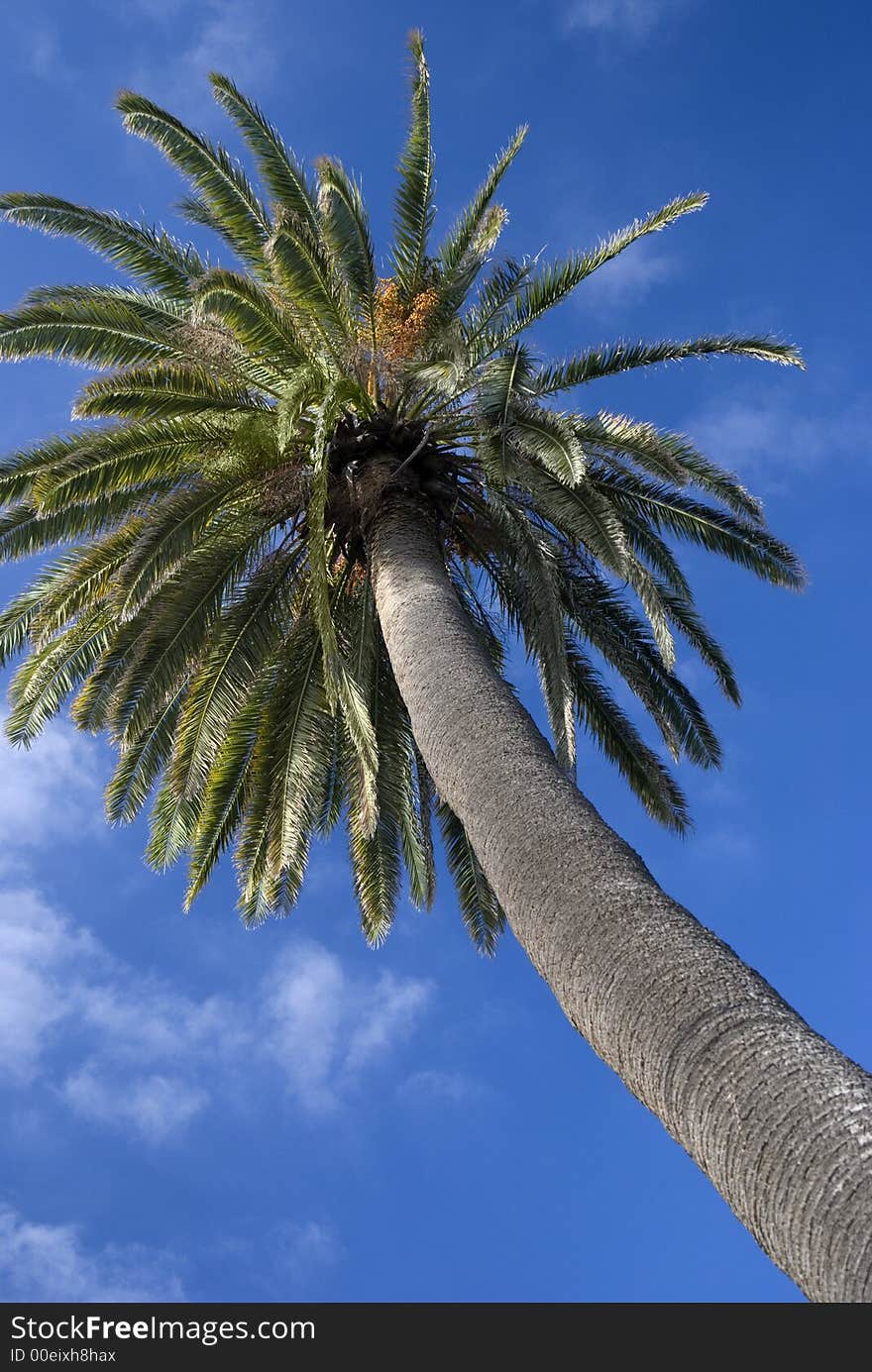 Canarian Palm taken against a blue sky in Telde in Gran Canaria. Canarian Palm taken against a blue sky in Telde in Gran Canaria