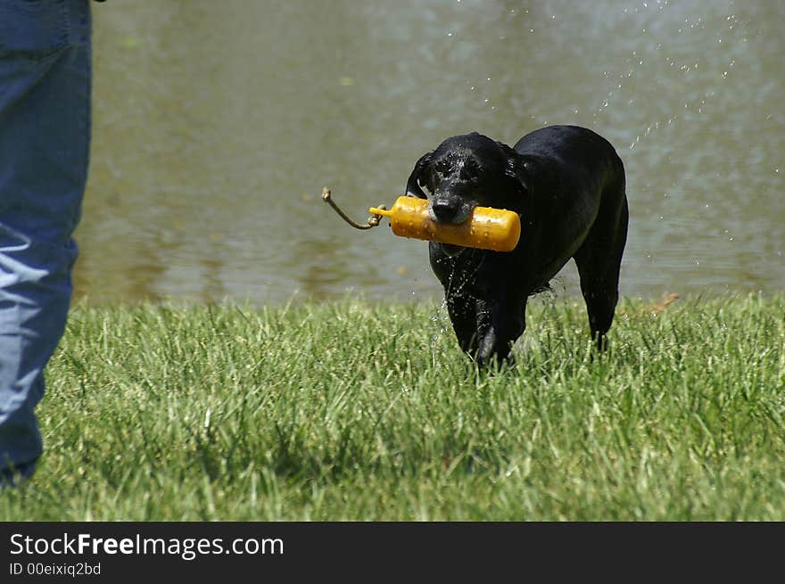 A retriever dog at a dog show