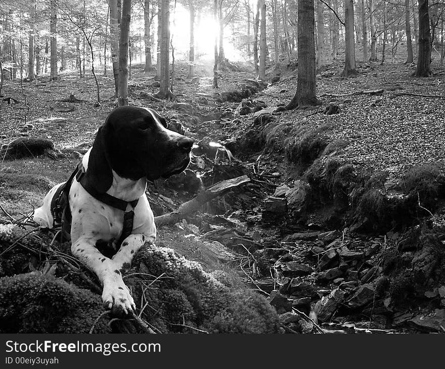 Braque dauvergne in ardens forest, belgium. Braque dauvergne in ardens forest, belgium