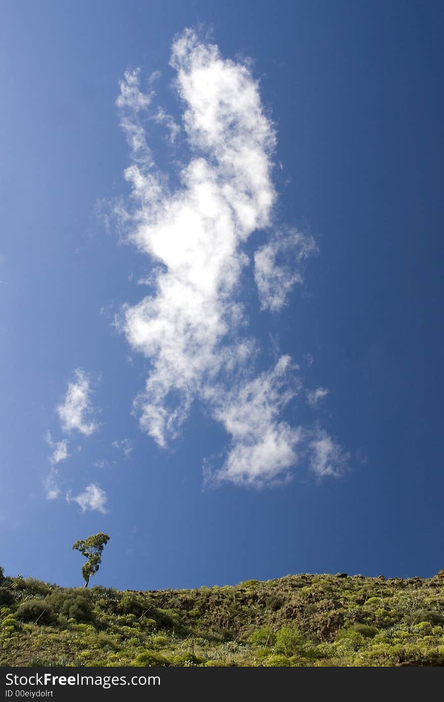 Solitary Eucalyptus Tree