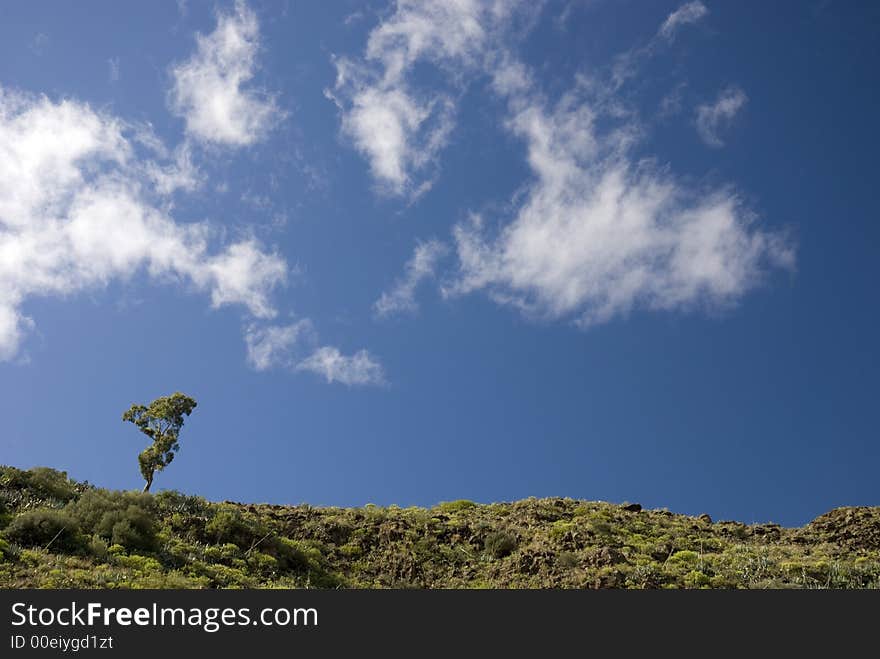 Single eucalyptus tree on a ridge in Lomo Magullo in Telde in Gran Canaria taken in April. Single eucalyptus tree on a ridge in Lomo Magullo in Telde in Gran Canaria taken in April.