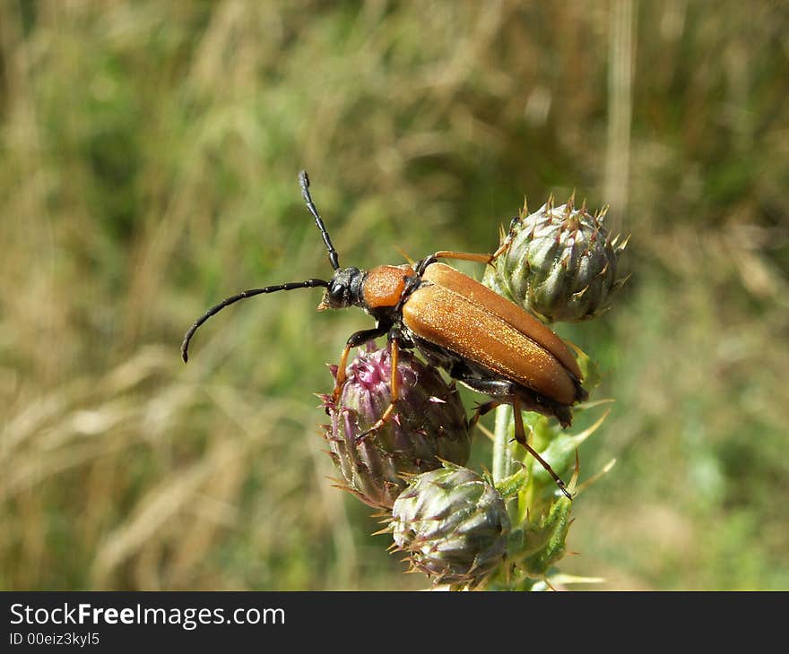 Beetle