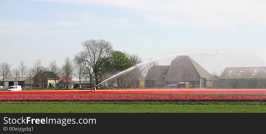 Coloured Dutch flowers on farmland