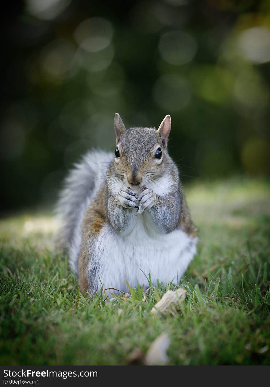 Grey Squirrel at Formby point squirrel sanctuary UK