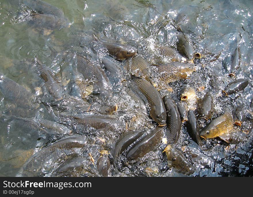 Shoal of fishes in a lake