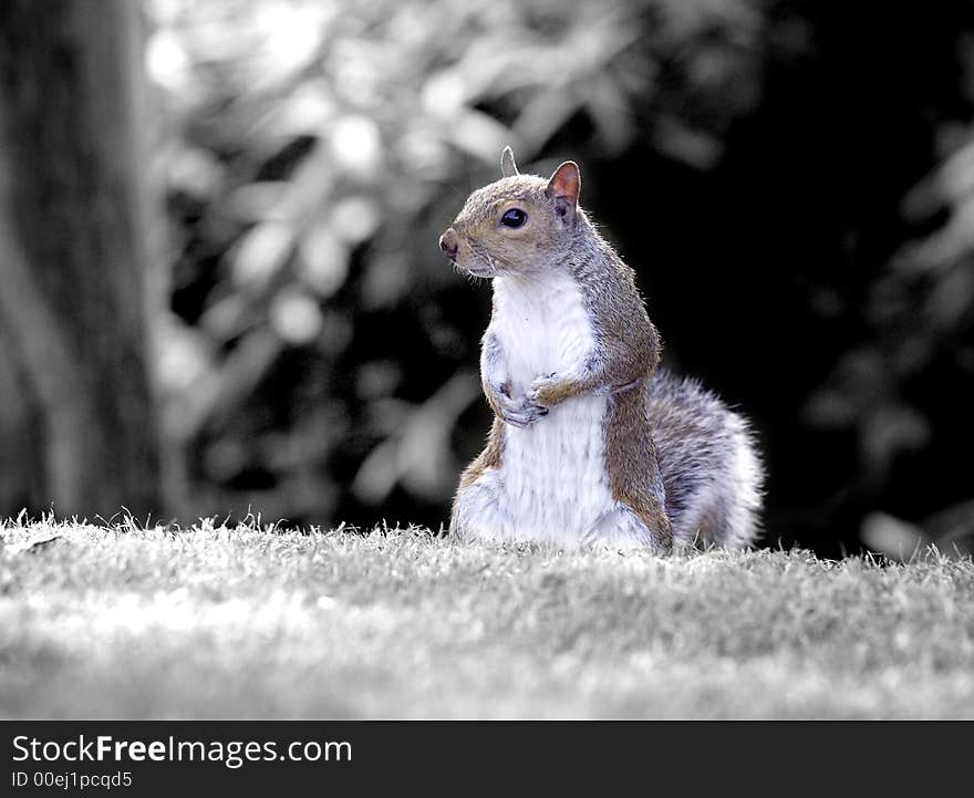 Grey Squirrel black and white background