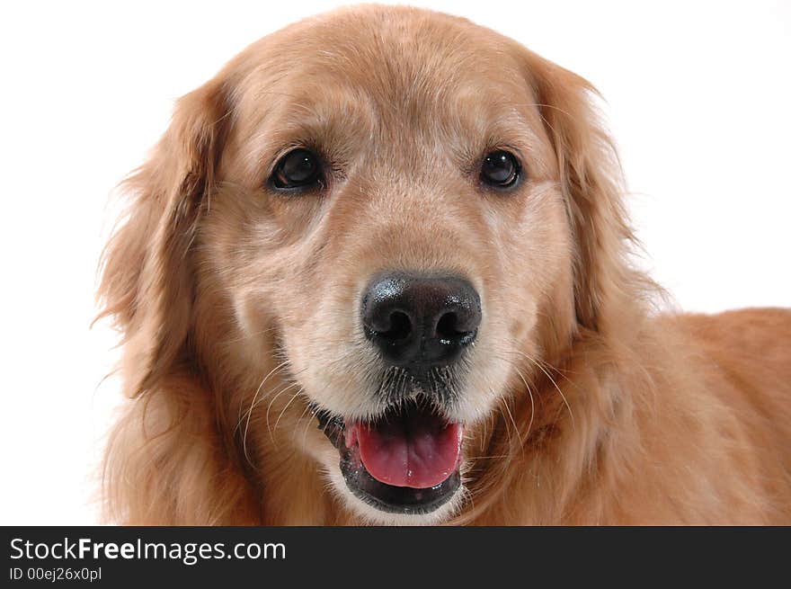 Golden retriever smiling for the camera. Golden retriever smiling for the camera