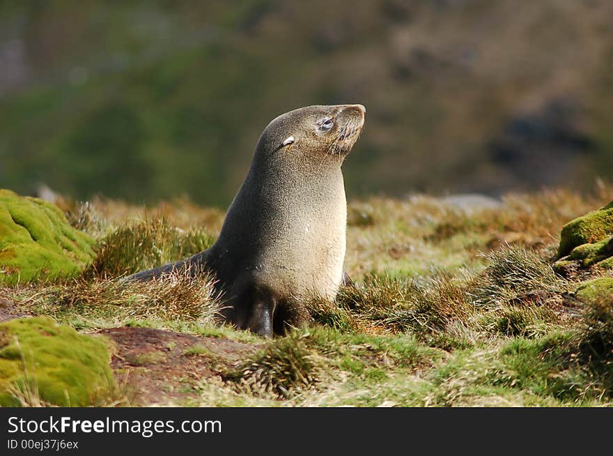 Head and shoulder of two coloured seal in grass landscape