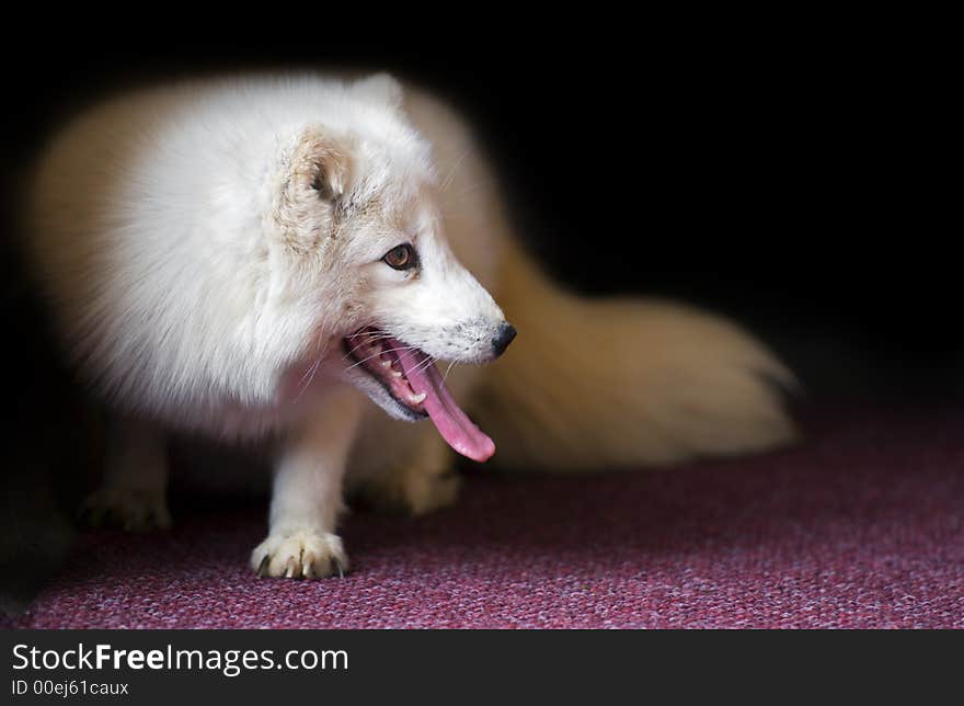 Hot Arctic Fox on Red Carpet