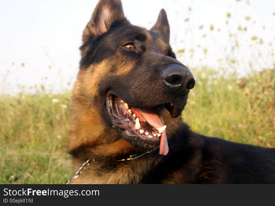 Close up ofhead of german shepard